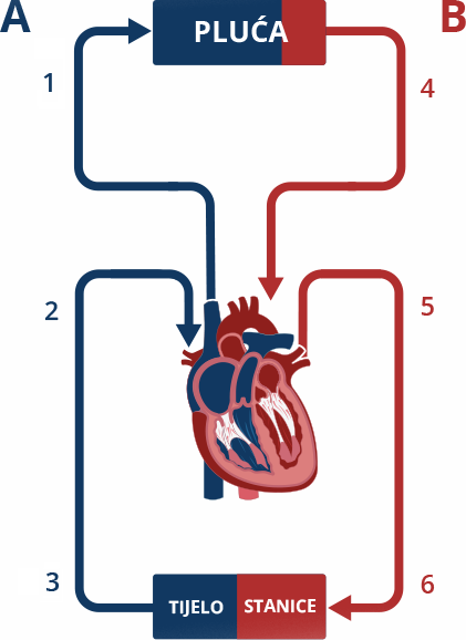Što čini kardiovaskularni sustav