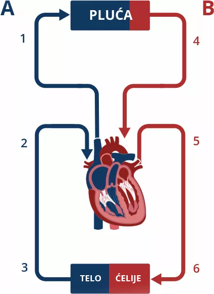 Šta Čini Kardiovaskularne Sisteme